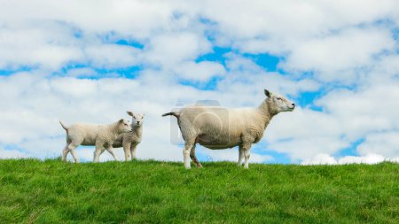 Foto de Corderos y ovejas en el dique holandés junto al lago IJsselmeer, Vistas de primavera, Países Bajos Ovejas en un prado sobre hierba verde. Países Bajos Noordoospolder - Imagen libre de derechos