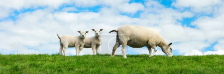 Foto de Corderos y ovejas en el dique holandés junto al lago IJsselmeer, Vistas de primavera, Países Bajos Ovejas en un prado sobre hierba verde - Imagen libre de derechos