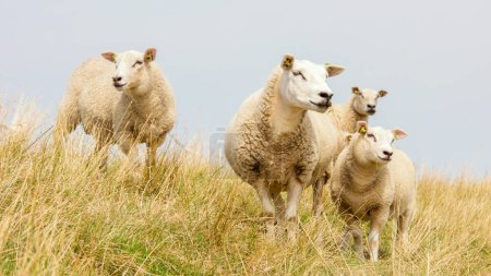 Foto de Corderos y ovejas en el dique holandés junto al lago IJsselmeer, Vistas de primavera, Países Bajos Ovejas en un prado sobre hierba verde. Países Bajos - Imagen libre de derechos