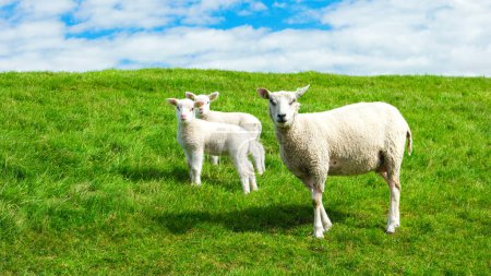 Foto de Corderos y ovejas en el dique holandés junto al lago IJsselmeer, Vistas de primavera, Países Bajos Ovejas en un prado sobre hierba verde - Imagen libre de derechos