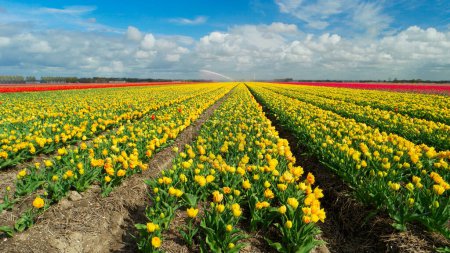 Téléchargez les photos : Champs de tulipes aux Pays-Bas, champs de tulipes colorées à Flevoland Noordoostpolder Holland, vues hollandaises du printemps aux Pays-Bas, fleurs de tulipes colorées au printemps - en image libre de droit