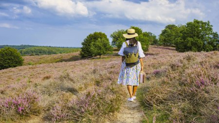 Foto de Posbank National park Veluwe, purple pink heather in bloom, blooming heater on the Veluwe by the Hills of the Posbank Rheden, Netherlands. Asian woman with a hat walking in the countryside - Imagen libre de derechos