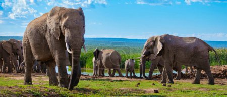 Téléchargez les photos : Baignade d'éléphants, Addo Elephant Park Afrique du Sud, Famille d'éléphants dans Addo Elephant park, Éléphants prenant un bain dans une piscine d'eau avec de la boue. Éléphants d'Afrique - en image libre de droit