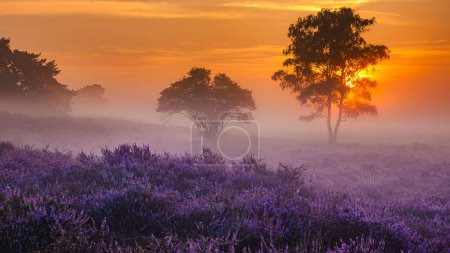 Photo for Blooming Heather fields, purple pink heather in bloom, blooming heater on the Veluwe Zuiderheide park, Netherlands. Holland - Royalty Free Image