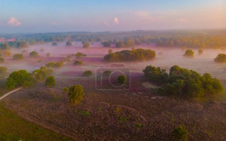 Photo for Blooming Heather fields, purple pink heather in bloom, blooming heater on the Veluwe Zuiderheide park, Netherlands. Holland during sunrise with fog and mist at national park Zuiderheide - Royalty Free Image