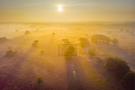 Photo for Blooming Heather fields, purple pink heather in bloom, blooming heater on the Veluwe Zuiderheide park, Netherlands. Holland during sunrise with fog and mist at national park Zuiderheide - Royalty Free Image