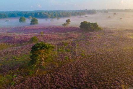 Téléchargez les photos : Drone vue aérienne dans les champs de bruyère en fleurs, bruyère rose pourpre en fleurs, chauffe-fleurs sur le parc Veluwe Zuiderheide, Pays-Bas. - en image libre de droit