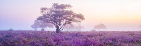 Photo for Blooming heater on the Veluwe Zuiderheide park, Netherlands. Holland during sunrise with fog and mist at national park Zuiderheide near Laren - Royalty Free Image
