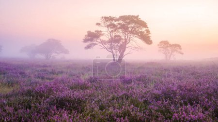 Foto de Campos de brezo florecientes, brezo rosa púrpura en flor, calentador floreciente en el parque Veluwe Zuiderheide, Países Bajos durante el amanecer con niebla y niebla en el parque nacional Zuiderheide cerca de Laren - Imagen libre de derechos