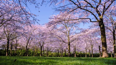 Foto de Un par de hombres y mujeres picnic en el parkKersenbloesempark Flower Park Hay 400 cerezos en Amsterdamse Bos, En la primavera se puede disfrutar de la hermosa flor de cerezo o Sakura. Países Bajos - Imagen libre de derechos
