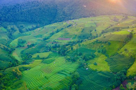 Téléchargez les photos : Terrain de riz mitoyen à Chiangmai, Thaïlande, Terrasses de riz Pa Pong Piang, rizières vertes pendant la saison des pluies - en image libre de droit