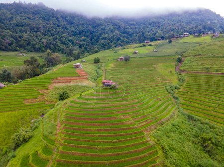 Foto de Terraced Rice Field in Chiangmai, Thailand, Pa Pong Piang rice terraces, green rice paddy fields during rain season green season in Thailand - Imagen libre de derechos