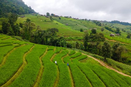 Téléchargez les photos : Terrain de riz mitoyen à Chiangmai, Thaïlande, terrasses de riz Pa Pong Piang, rizières vertes pendant la saison des pluies. Deux hommes et une femme visitent les terrasses de riz vert - en image libre de droit