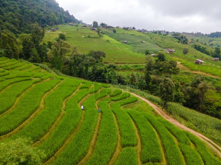 Téléchargez les photos : Terrain de riz mitoyen à Chiangmai, Thaïlande, terrasses de riz Pa Pong Piang, rizières vertes pendant la saison des pluies. Deux hommes et une femme visitent les terrasses de riz vert - en image libre de droit