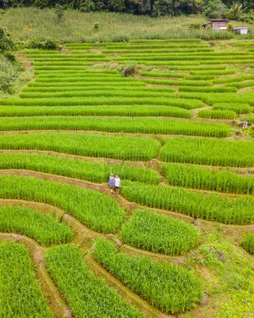 Photo for Terraced Rice Field in Chiangmai, Thailand, Pa Pong Piang rice terraces, green rice paddy fields during rain season. A couple of men and woman visit the green rice terraces during vacation - Royalty Free Image