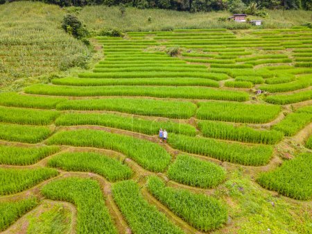 Téléchargez les photos : Terrain de riz mitoyen à Chiangmai, Thaïlande, terrasses de riz Pa Pong Piang, rizières vertes pendant la saison des pluies. Deux hommes et une femme visitent les terrasses de riz vert pendant les vacances - en image libre de droit