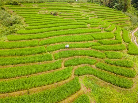 Téléchargez les photos : Terrain de riz mitoyen à Chiangmai, Thaïlande, terrasses de riz Pa Pong Piang, rizières vertes pendant la saison des pluies. Deux hommes et une femme visitent les terrasses de riz vert au coucher du soleil - en image libre de droit