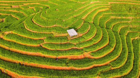 Téléchargez les photos : Terrain de riz mitoyen à Chiangmai, Thaïlande, Terrasses de riz Pa Pong Piang, rizières vertes pendant la saison des pluies dans le nord de la Thaïlande - en image libre de droit
