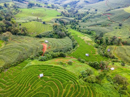 Téléchargez les photos : Terrain de riz mitoyen à Chiangmai, Thaïlande, Terrasses de riz Pa Pong Piang, rizières vertes - en image libre de droit