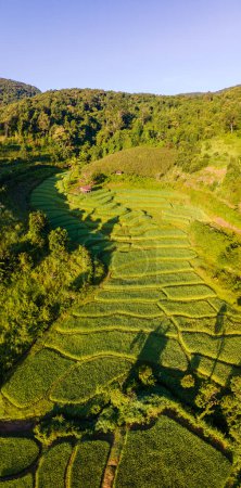 Foto de Terraced Rice Field en Chiangmai, Tailandia, terrazas de arroz Pa Pong Piang, arrozales verdes durante la temporada de lluvias al atardecer en las montañas - Imagen libre de derechos