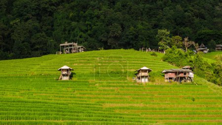 Photo for Terraced Rice Field in Chiangmai, Thailand, Pa Pong Piang rice terraces, green rice paddy fields during rain season. Homestays in the mountains where people can stay by local farmers - Royalty Free Image