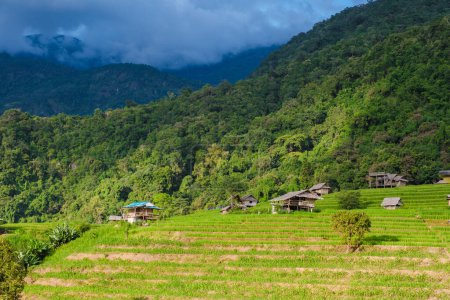 Photo for Terraced Rice Field in Chiangmai, Thailand, Pa Pong Piang rice terraces, green rice paddy fields during rain season. Homestays in the mountains where people can stay by local farmers - Royalty Free Image