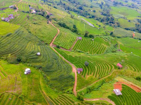 Photo for Pa Pong Piang rice terraces, green rice paddy fields during rain season - Royalty Free Image