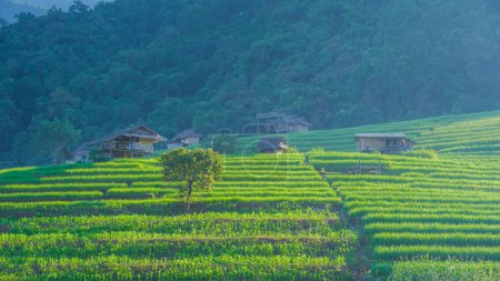 Téléchargez les photos : Terrain de riz mitoyen à Chiangmai, Thaïlande, terrasses de riz Pa Pong Piang, rizières vertes pendant la saison des pluies. Petites fermes chez l'habitant dans les montagnes de Thaïlande - en image libre de droit