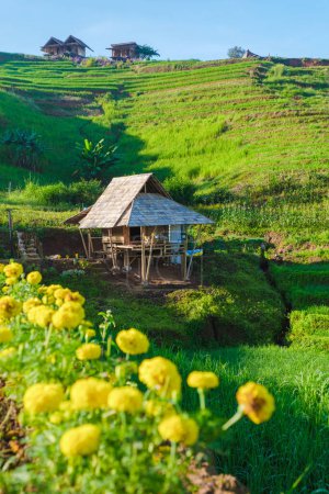 Foto de Terraced Rice Field en Chiangmai, Tailandia, terrazas de arroz Pa Pong Piang, arrozales verdes durante la temporada de lluvias. Pequeñas granjas de alojamiento en las montañas de Tailandia - Imagen libre de derechos