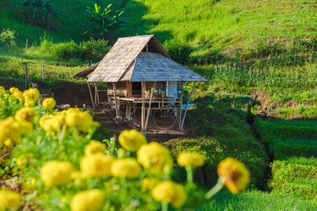Foto de Terraced Rice Field en Chiangmai, Tailandia, terrazas de arroz Pa Pong Piang, arrozales verdes durante la temporada de lluvias. Pequeñas granjas de alojamiento en las montañas de Tailandia - Imagen libre de derechos