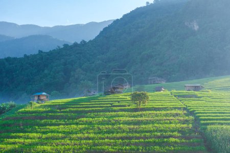 Téléchargez les photos : Terrain de riz mitoyen à Chiangmai, Thaïlande, terrasses de riz Pa Pong Piang, rizières vertes pendant la saison des pluies. Petites fermes chez l'habitant dans les montagnes de Thaïlande - en image libre de droit