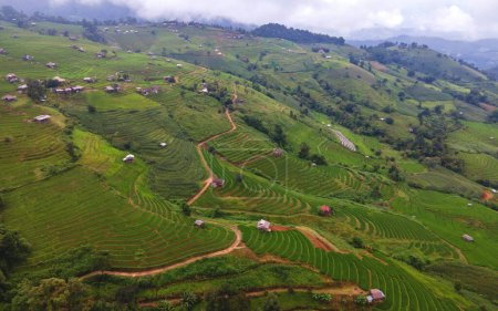 Téléchargez les photos : Terrain de riz mitoyen à Chiangmai, Thaïlande, Terrasses de riz Pa Pong Piang, rizières vertes pendant la saison des pluies avec brouillard et brouillard dans les montagnes - en image libre de droit