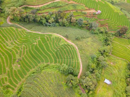 Téléchargez les photos : Superbes rizières en terrasses vertes à Chiangmai, Thaïlande, rizières Pa Pong Piang, rizières vertes pendant la saison des pluies - en image libre de droit