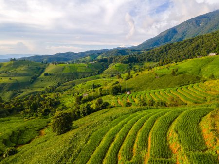 Téléchargez les photos : Superbes rizières en terrasses à Chiangmai, Thaïlande, rizières Pa Pong Piang, rizières vertes pendant la saison des pluies - en image libre de droit