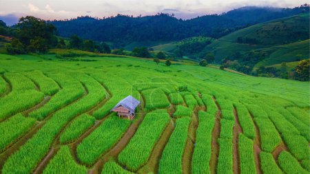 Téléchargez les photos : Vue aérienne d'un drone sur la rizière verte en terrasses à Chiangmai, Thaïlande, Terrasses de riz Pa Pong Piang, rizières vertes pendant la saison des pluies - en image libre de droit