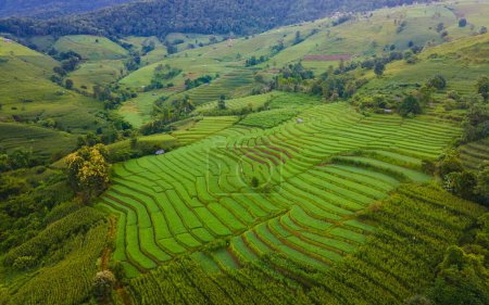 Téléchargez les photos : Terrain de riz mitoyen à Chiangmai, Thaïlande, Terrasses de riz Pa Pong Piang, rizières vertes pendant la saison des pluies par temps nuageux - en image libre de droit