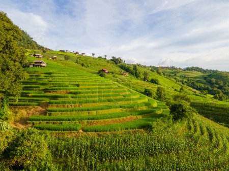 Photo for Curved green Terraced Rice Field in Chiangmai, Thailand, Pa Pong Piang rice terraces, green rice paddy fields during rain season - Royalty Free Image