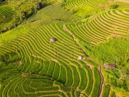Foto de Campo de arroz con terrazas verdes curvas en Chiangmai, Tailandia, terrazas de arroz Pa Pong Piang, arrozales verdes durante la temporada de lluvias - Imagen libre de derechos
