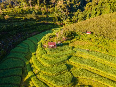 Foto de Vista aérea del dron en el verde Terraced Rice Field en Chiangmai, Tailandia, terrazas de arroz Pa Pong Piang, arrozales de arroz verde durante la temporada de lluvias - Imagen libre de derechos