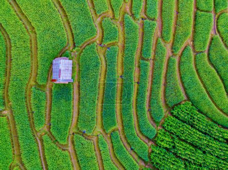 Photo for Drone aerial view at the green Terraced Rice Field in Chiangmai, Thailand, Pa Pong Piang rice terraces, green rice paddy fields during rain season - Royalty Free Image