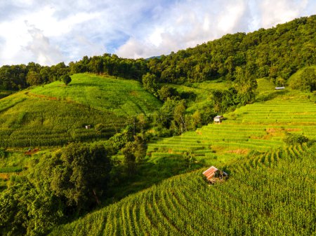 Téléchargez les photos : Coucher de soleil dans les montagnes avec rizières en terrasses vertes à Chiangmai, Thaïlande, terrasses de riz Pa Pong Piang, rizières vertes pendant la saison des pluies - en image libre de droit