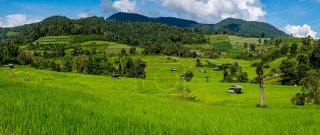 Téléchargez les photos : Terrain de riz vert en terrasses à Chiangmai pendant la saison des pluies vertes, Thaïlande. Projet royal Khun Pae Nord de la Thaïlande - en image libre de droit