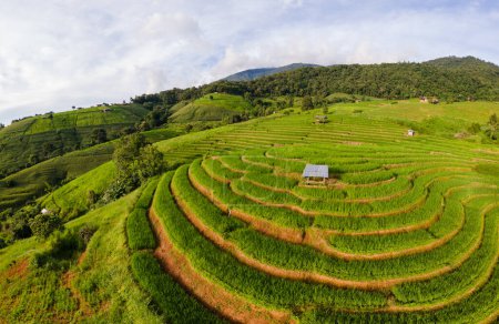 Photo for Curved Terraced Rice Field in Chiangmai, Thailand, Pa Pong Piang rice terraces, green rice paddy fields during rain season - Royalty Free Image