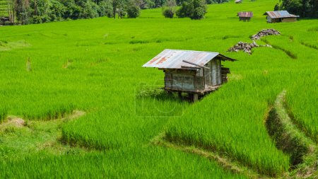 Téléchargez les photos : Terrain de riz en terrasses à Chiangmai pendant la saison des pluies vertes, Thaïlande. Royal Project Khun Pae Nord de la Thaïlande avec un ciel nuageux bleu - en image libre de droit