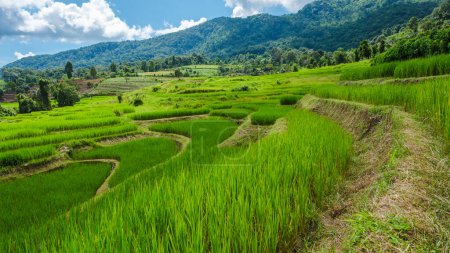 Foto de Curvo Terraced Rice Field en Chiangmai durante la temporada de lluvias verdes, Tailandia. Royal Project Khun Pae Norte de Tailandia - Imagen libre de derechos