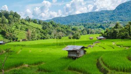 Téléchargez les photos : Terrain de riz en terrasses à Chiangmai pendant la saison des pluies vertes, Thaïlande. Projet Royal Khun Pae Nord de la Thaïlande avec petites cabanes de ferme - en image libre de droit