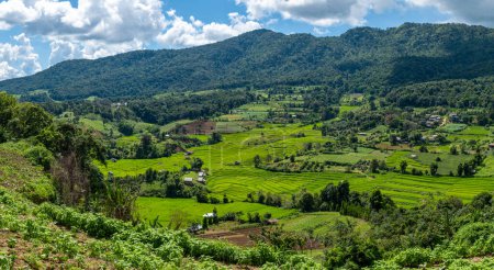 Téléchargez les photos : Terrain de riz vert en terrasses à Chiangmai pendant la saison des pluies vertes, Thaïlande. Projet royal Khun Pae Nord de la Thaïlande - en image libre de droit