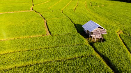 Téléchargez les photos : Terrain de riz en terrasses à Chiangmai pendant la saison des pluies vertes, Thaïlande. Projet Royal Khun Pae Nord de la Thaïlande au coucher du soleil - en image libre de droit