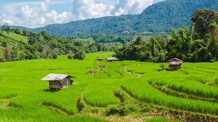 Photo for Terraced Rice paddy Field in Chiangmai during the green rain season, Thailand. Royal Project Khun Pae Northern Thailand - Royalty Free Image