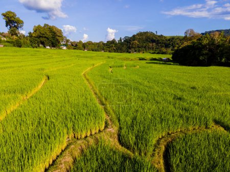 Téléchargez les photos : Terrace rizière dans les montagnes de Chiangmai pendant la saison des pluies vertes, Thaïlande. Projet royal Khun Pae Nord de la Thaïlande - en image libre de droit
